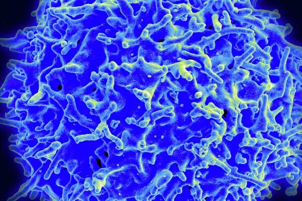 Машинное обучение помогло смоделировать иммунный ответ