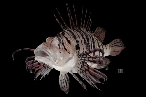 Фотограмметрия помогает строить подробные трехмерные модели животных и растений