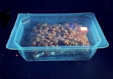 В Великобритании продолжаются разработки датчиков свежести, встраиваемых в пищевую упаковку 