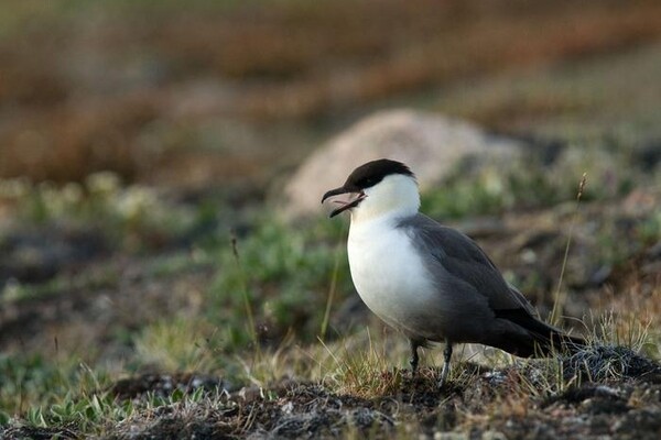 Цифровая модель сочиняет песни редких птиц для обучения инструментов распознавания