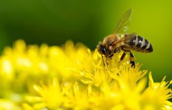 электронный мозг пчела Green Brain