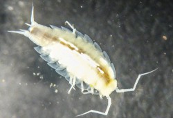 Астронавты ЕКА нашли неизвестный науке вид мокриц