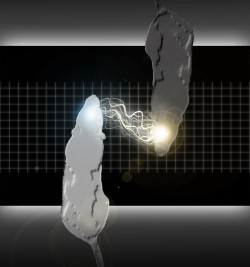 Ученые синхронизировали действия двух крыс, соединив их мозг через Интернет