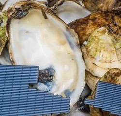 искусственная кость из двух полимеров, МТИ