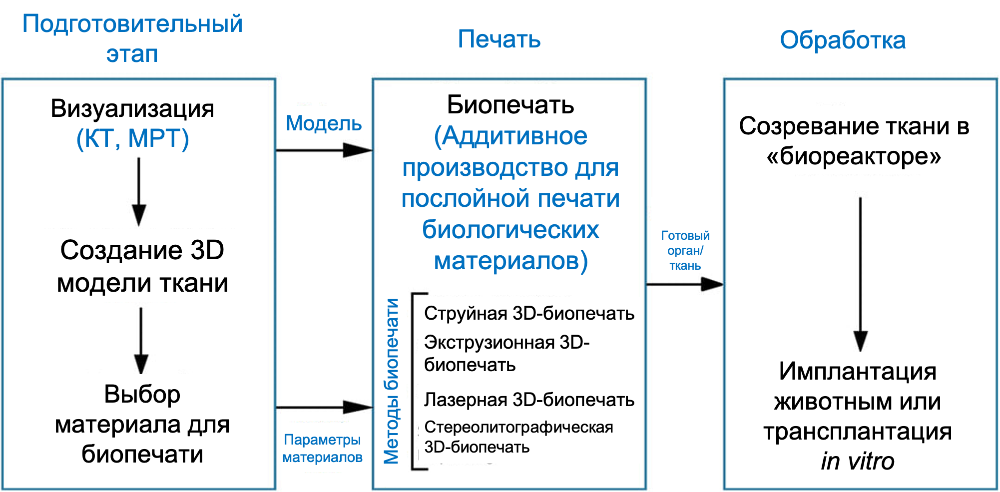 3D-печать биологических тканей: от регенеративной медицины до тестирования лекарств