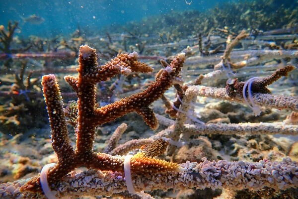 Искусственный интеллект изучает «песню» кораллового рифа