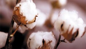 В два раза больше хлопка
