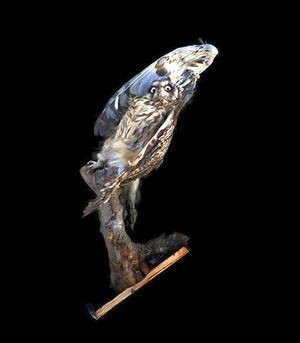 Canon открывает приём заявок на фотоконкурс New Cosmos of Photography 2019 