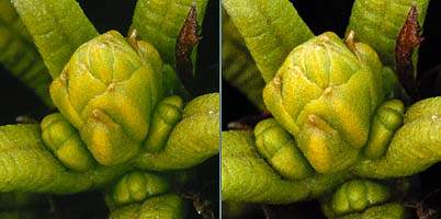 Microtek ArtixScan 4000t