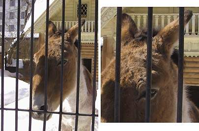 Olympus Camedia E-10 vs. Canon PowerShot G1