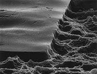 ВЫЗОВ цифровой формы