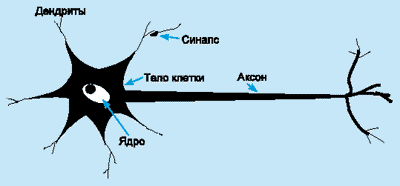Схема биологического нейрона