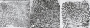 Рис. 2. Основные типы рисунков отпечатков пальцев: (a) дуга, (б) петля, (в) завиток
